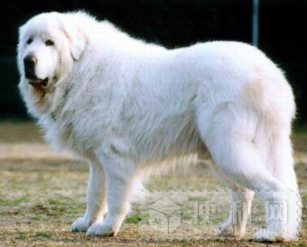 宠物狗品种大全_楠梓